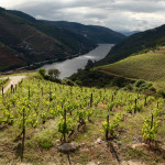 Douro Valley grapes on hill