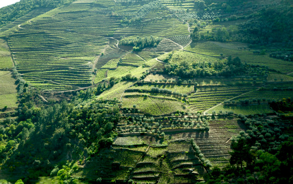 Douro Valley terraced hills