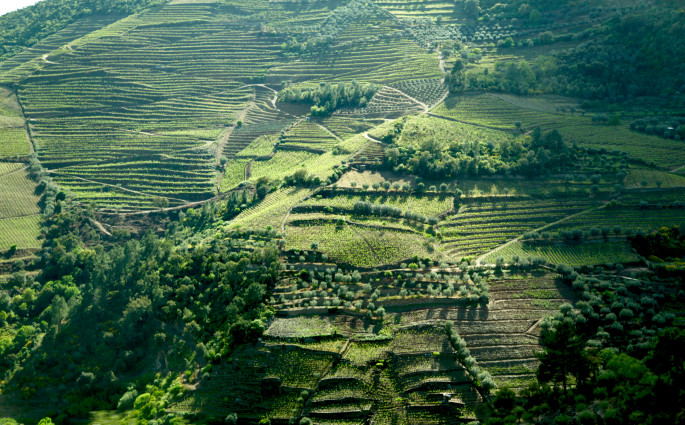 Douro Valley terraced hills