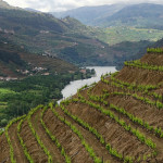 Douro Valley vine plantings