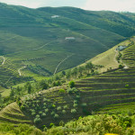 Douro Valley green hills