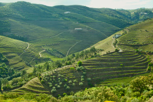 Douro Valley green hills