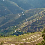 Douro Valley terraced slopes