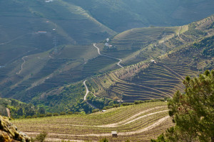 Douro Valley terraced slopes