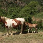 Arsèguel horses