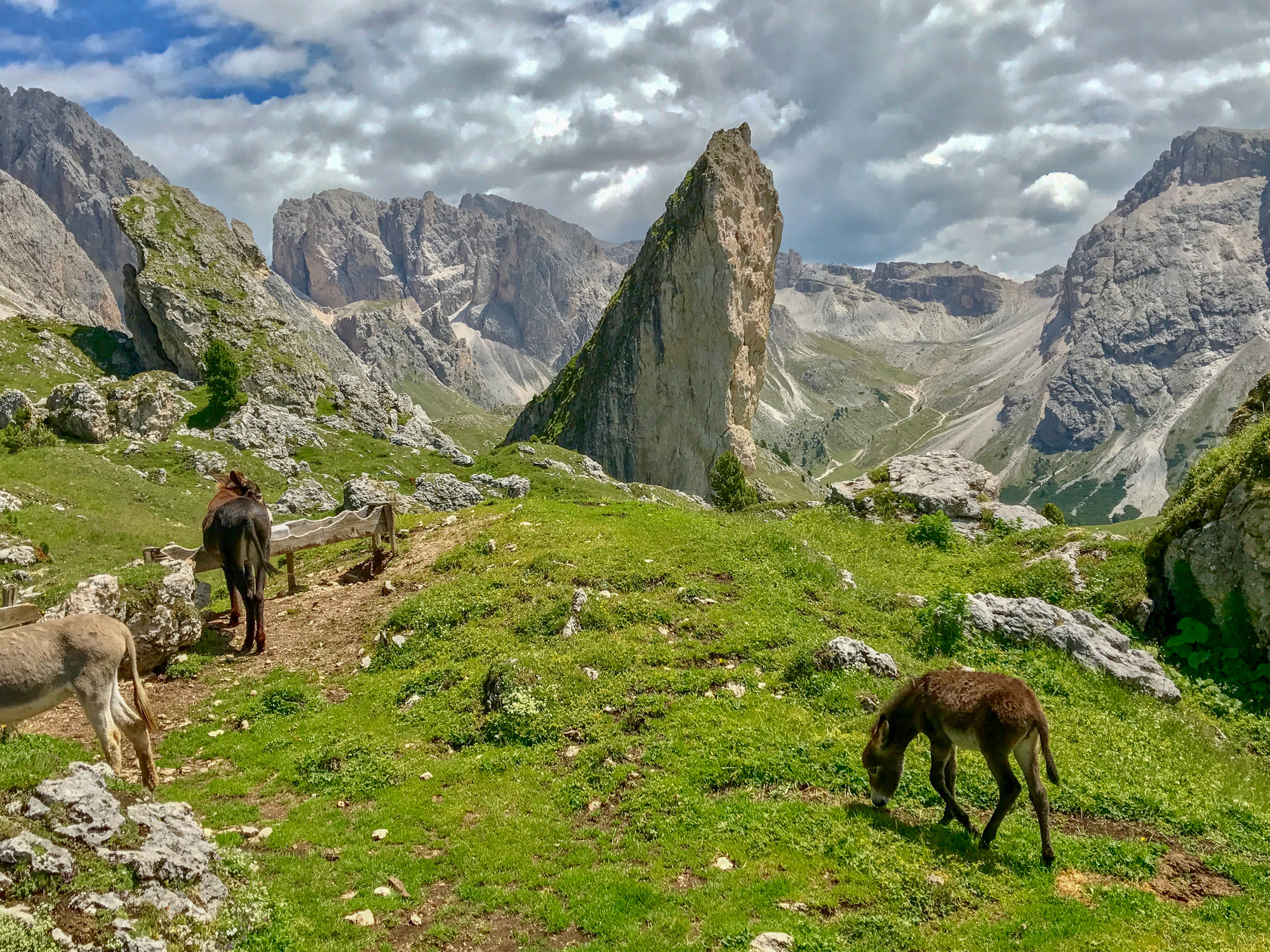 Family hike to the Pieralongia mountain pasture