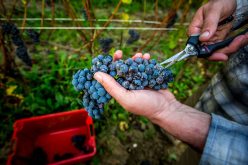 Attimo vineyard grape trimming