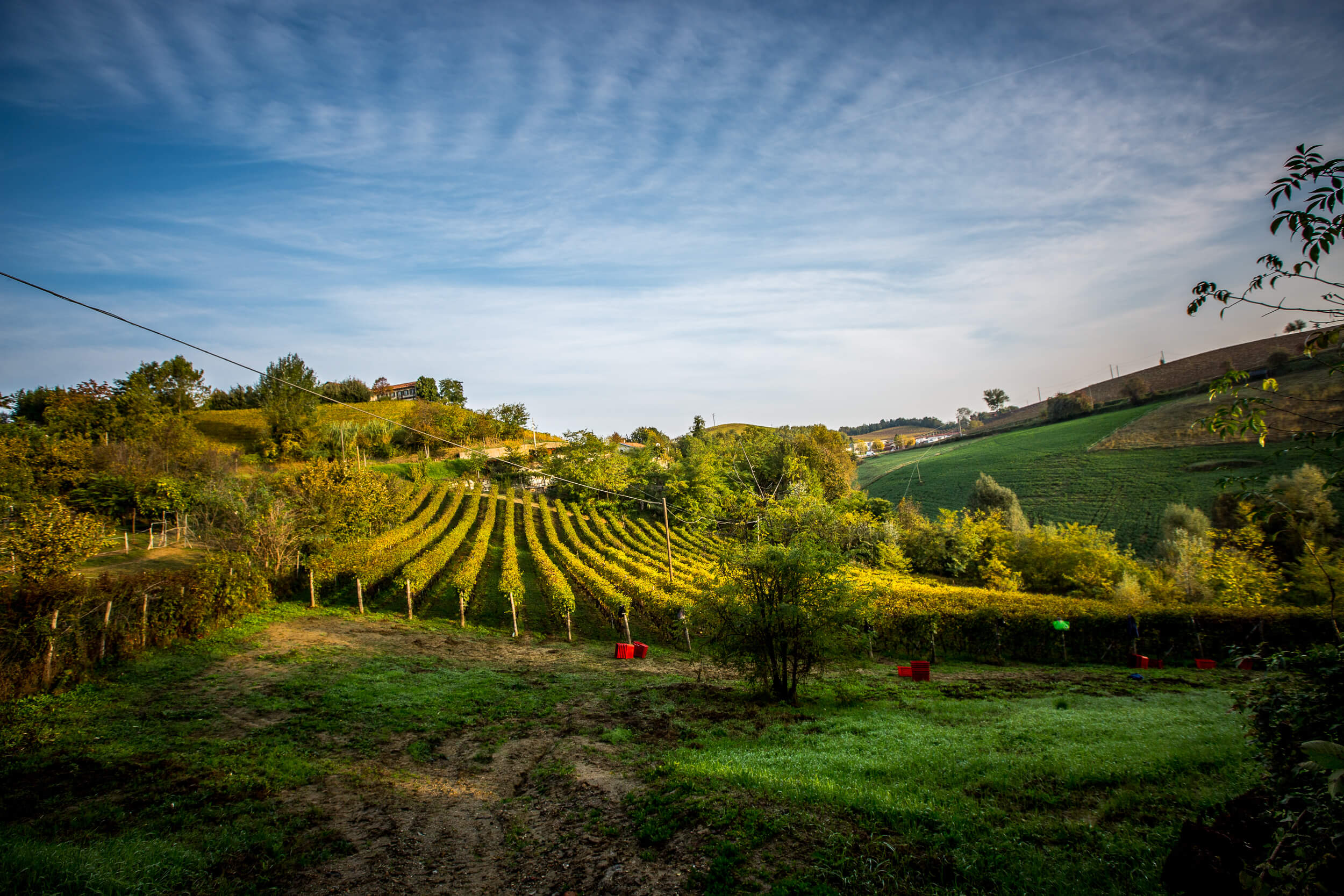 Casa Gialla vineyards