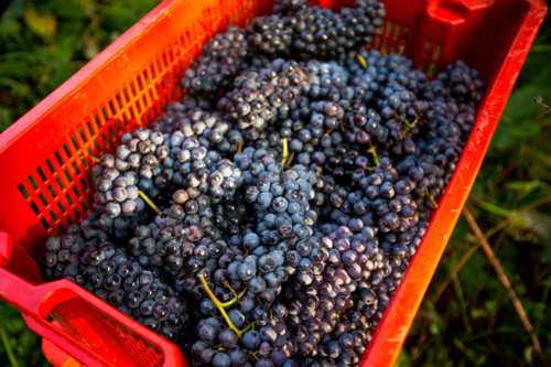 Attimo Wine Nebbiolo grapes