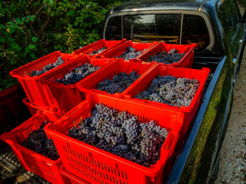 Attimo Wine grape harvest