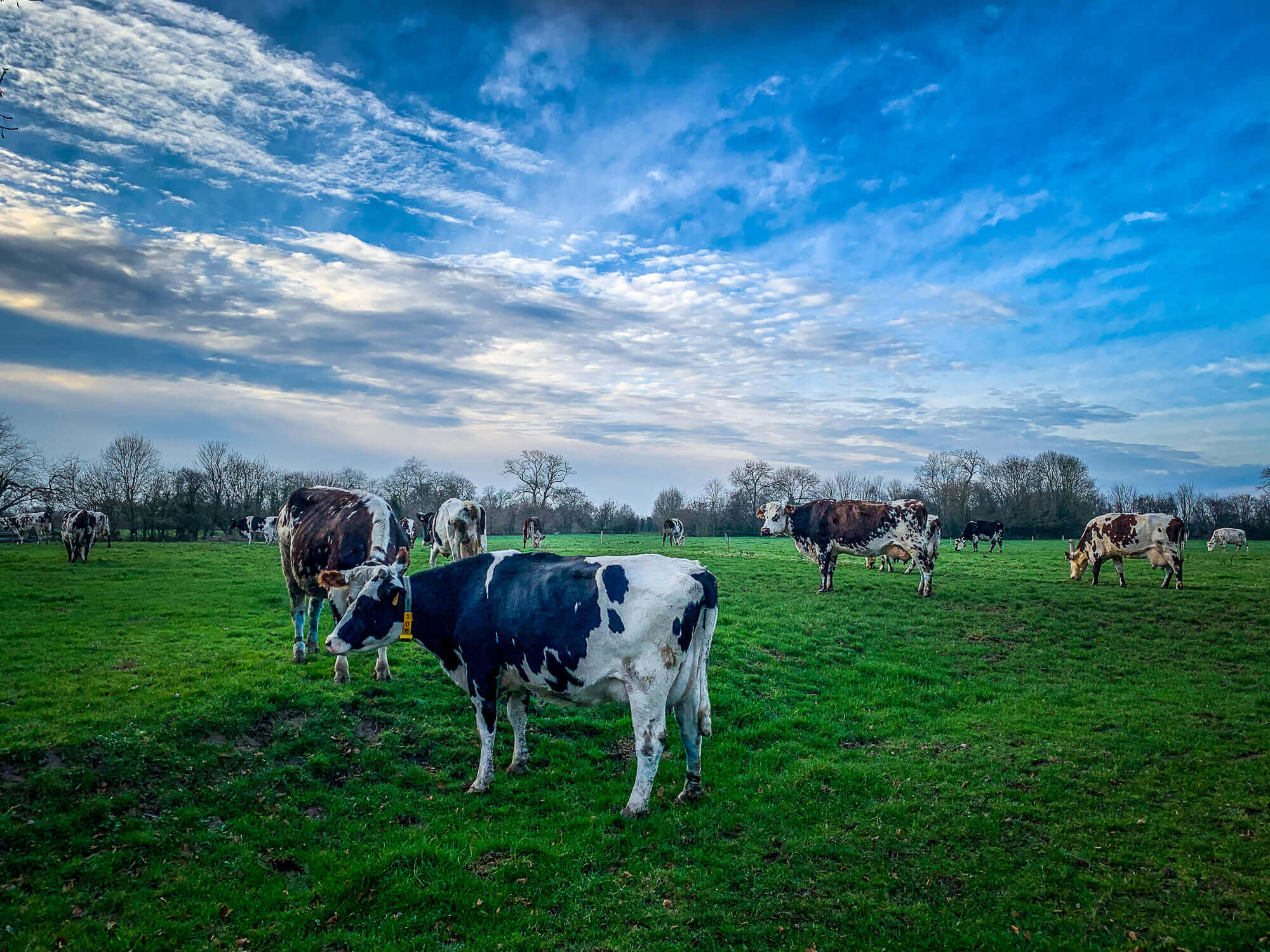 Normandie cow breed