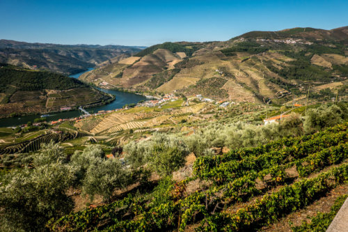 vines over Douro River