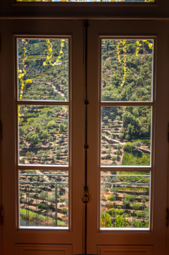 Quinta do Panascal vineyard view