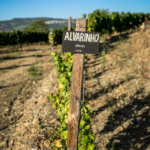 Quinta do Cume Alvarino vines