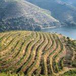 Vila Gale Douro vineyards