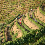 wine harvest Vila Gale Douro