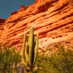 Cactus Quebrada de las Conchas