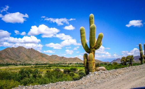 cactus along Ruta 40 Salta