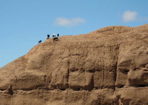 Goats on rock Ruta 40 Salta