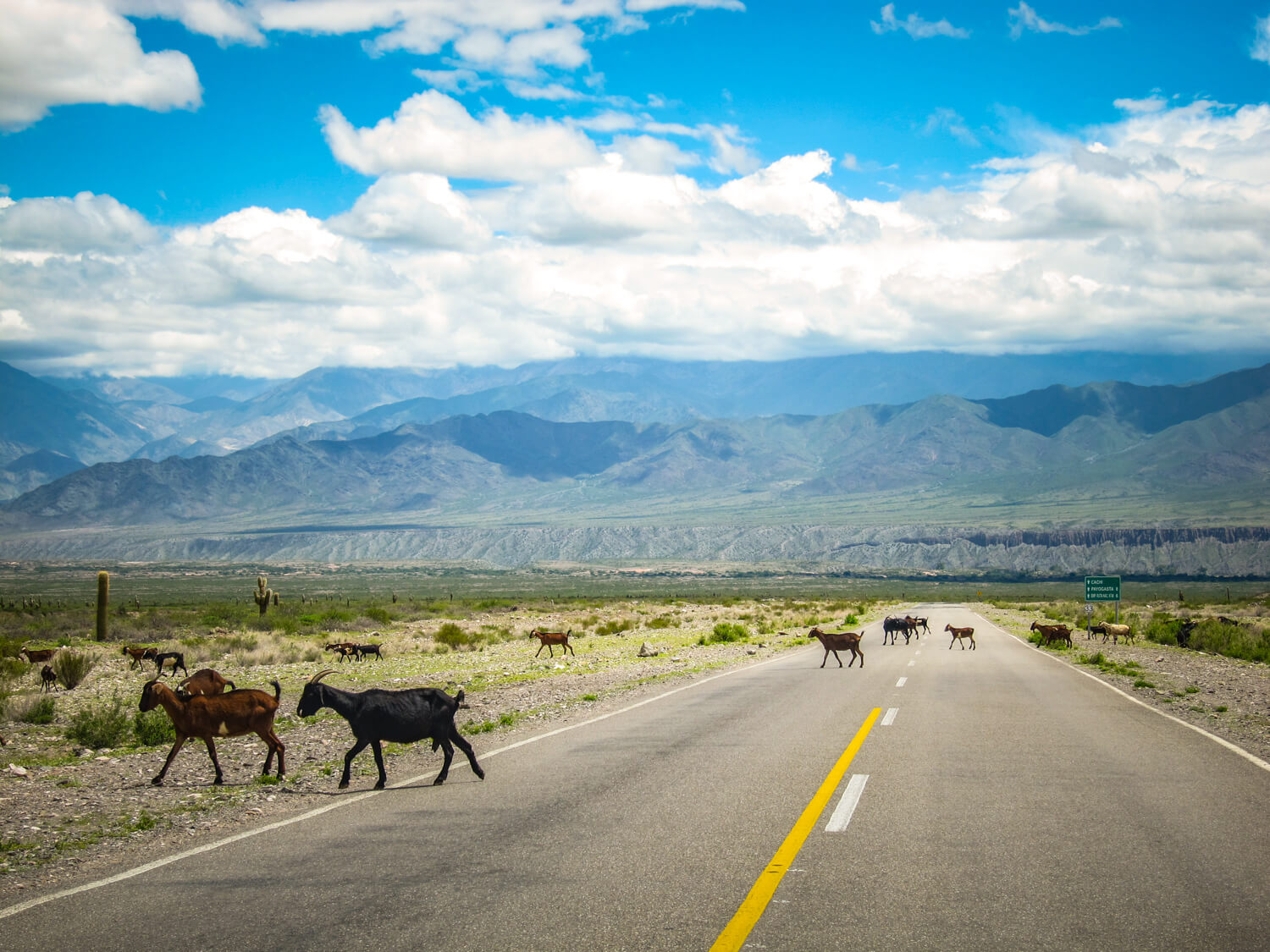 Goats on the Altiplano in Salta 