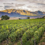 grape vines and mountains Estancia Colomé