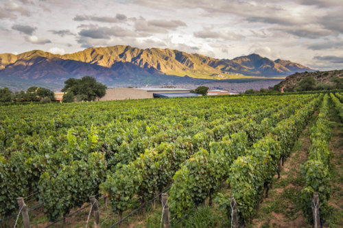 grape vines and mountains Estancia Colomé
