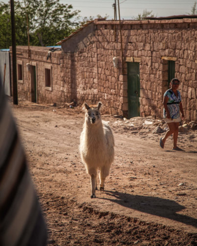 llama on street Toconao