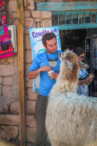 feeding llama Toconao