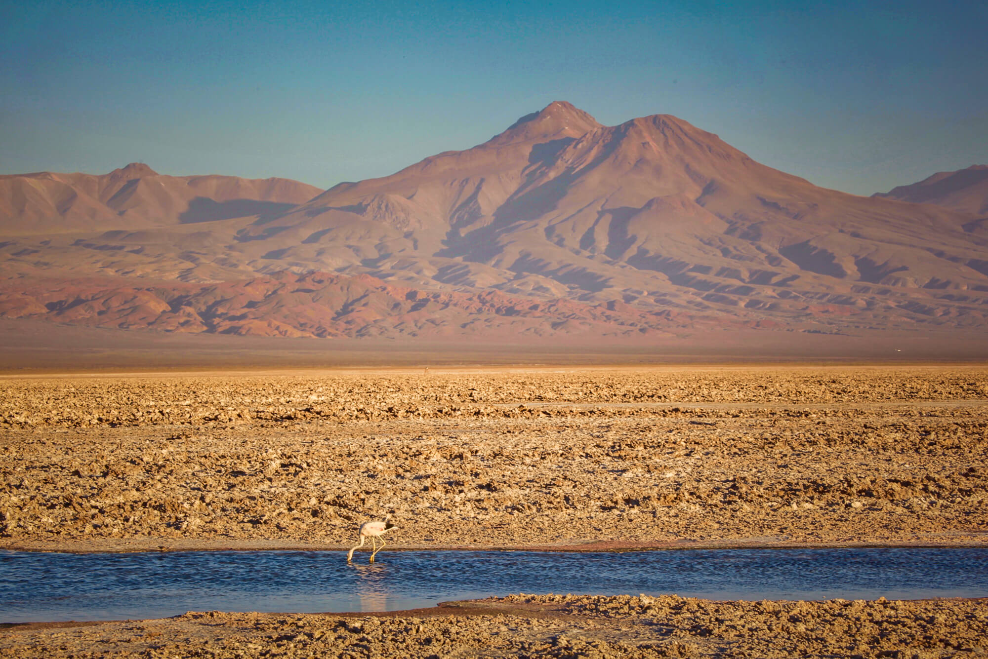 Flamingo in Salar de Atacama