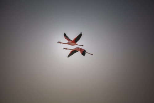 two flamingoes Salar de Atacama