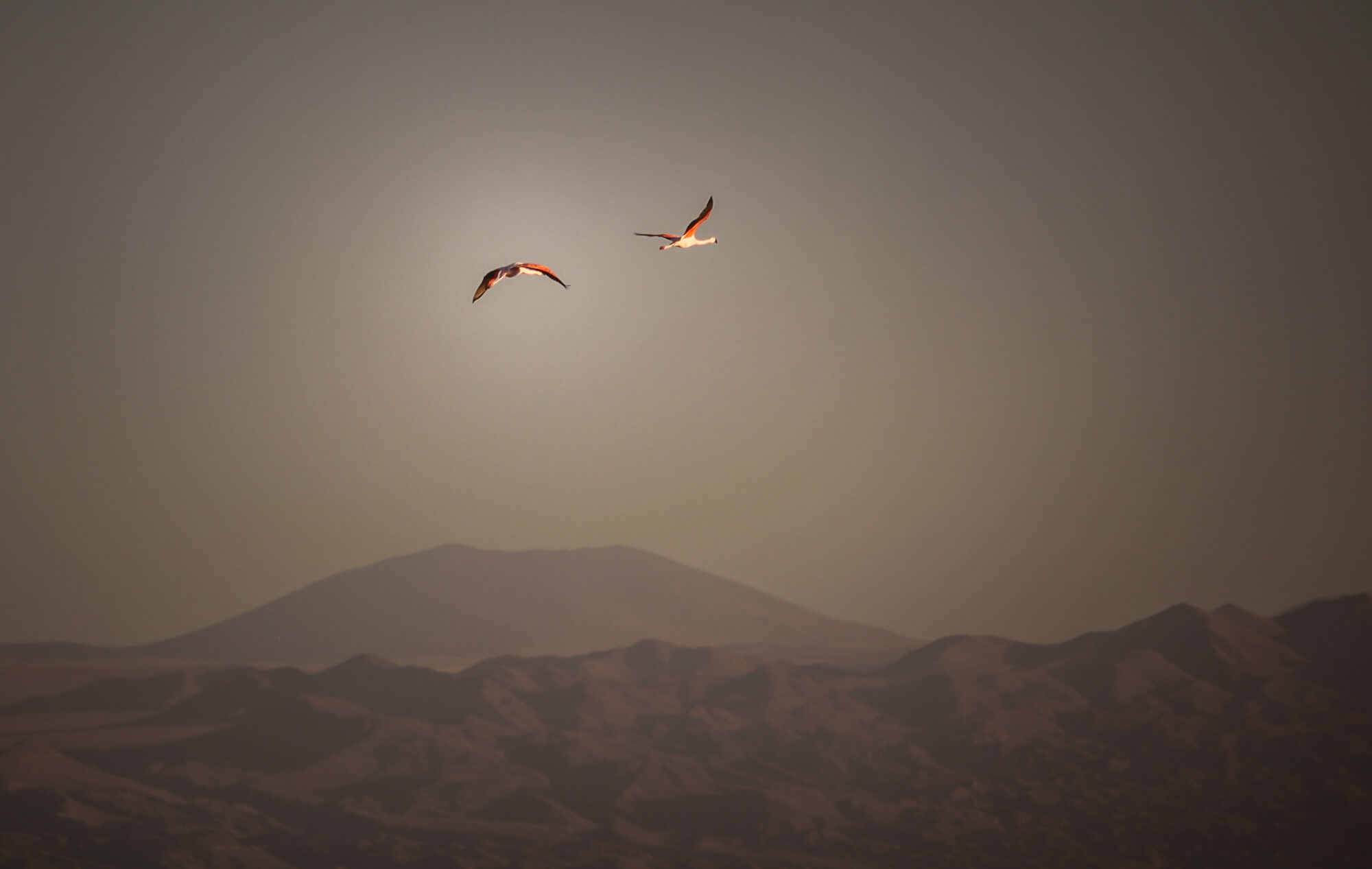 flamingoes at sunset Salar de Atacama