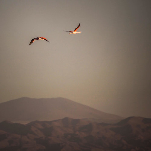 flamingoes over mountains Salar de Atacama
