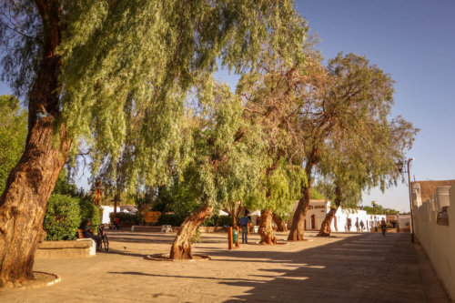 trees in San Pedro de Atacama