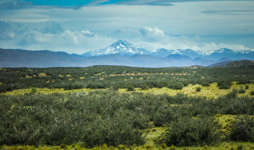 guanaco herd Torres del Paine