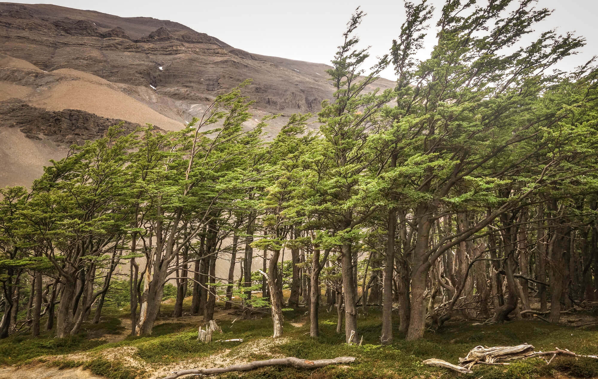 Lena trees Torres del Paine