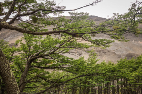 lena tree branches